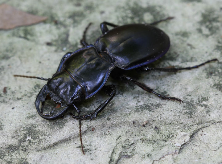 Blue-margined Ground Beetle